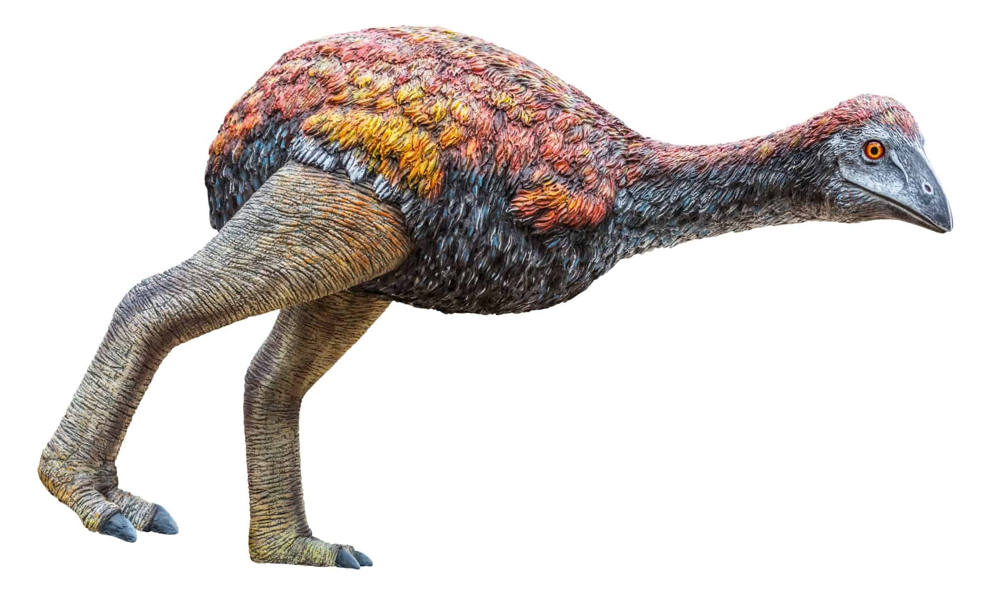 10 Flightless Birds That Are Extinct A Z Animals