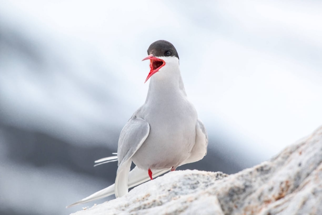 30 Arctic Birds And Seabirds Top Facts Places Habits Poseidon Expeditions