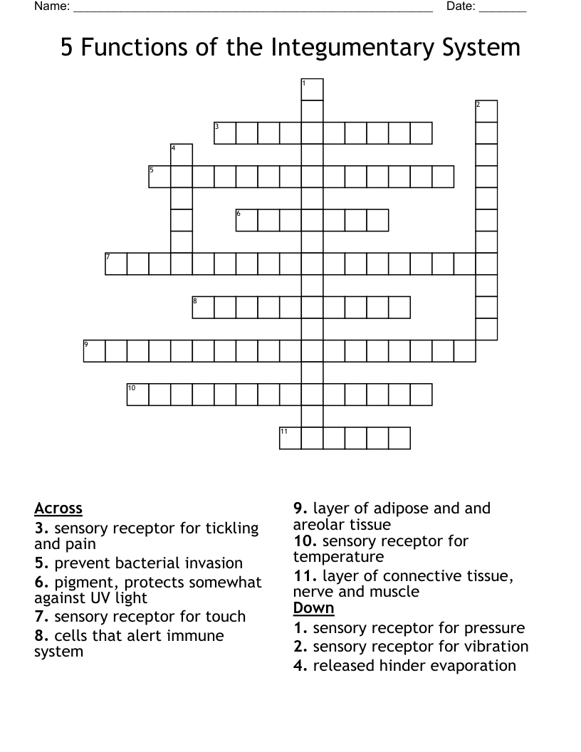5 Functions Of The Integumentary System Crossword WordMint 5 Functions Of The Integumentary System Crossword WordMint