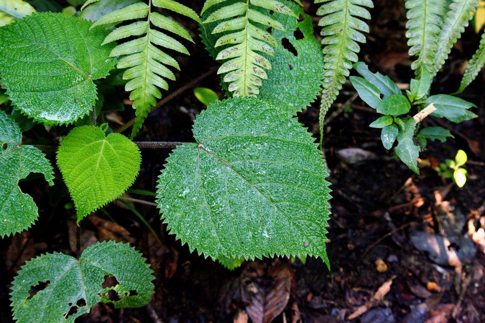 7 Dangerous Plants You Should Never Touch Examples Stinging Nettle Manchineel Photos Britannica