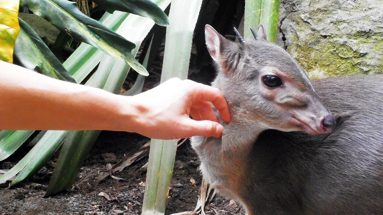 antelope crossword clue antelope crossword clue