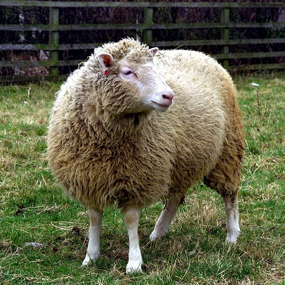 8 Mammals That Have Been Cloned Since Dolly The Sheep Live Science