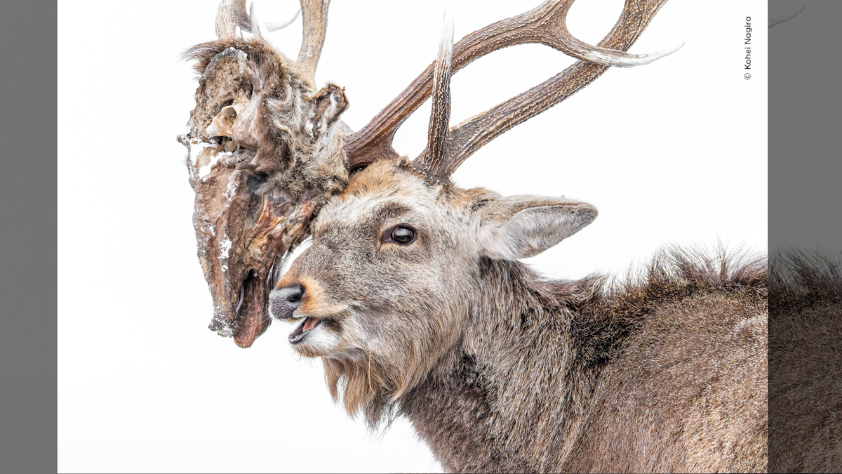 A Deer Carrying The Rotting Head Of Its Vanquished Foe And A Playful Lynx Shortlisted For Wildlife Photographer Of The Year Nuveen People s Choice Award Live Science