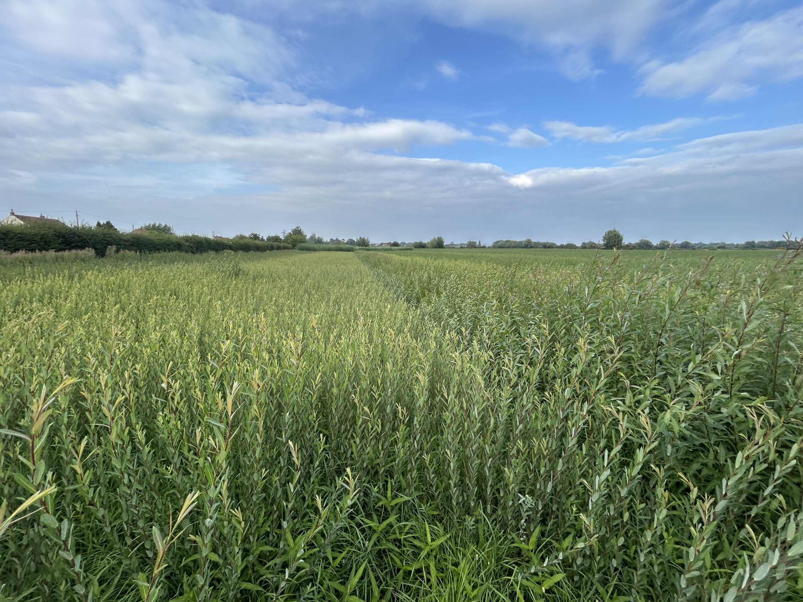 A Guide To Willow Weaving Terms Musgrove Willows