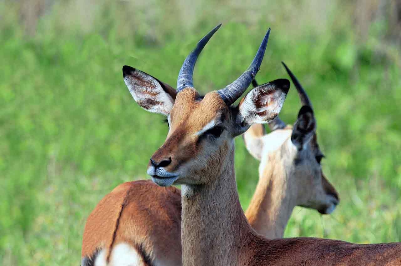 African Antelope 5 Letters Letters