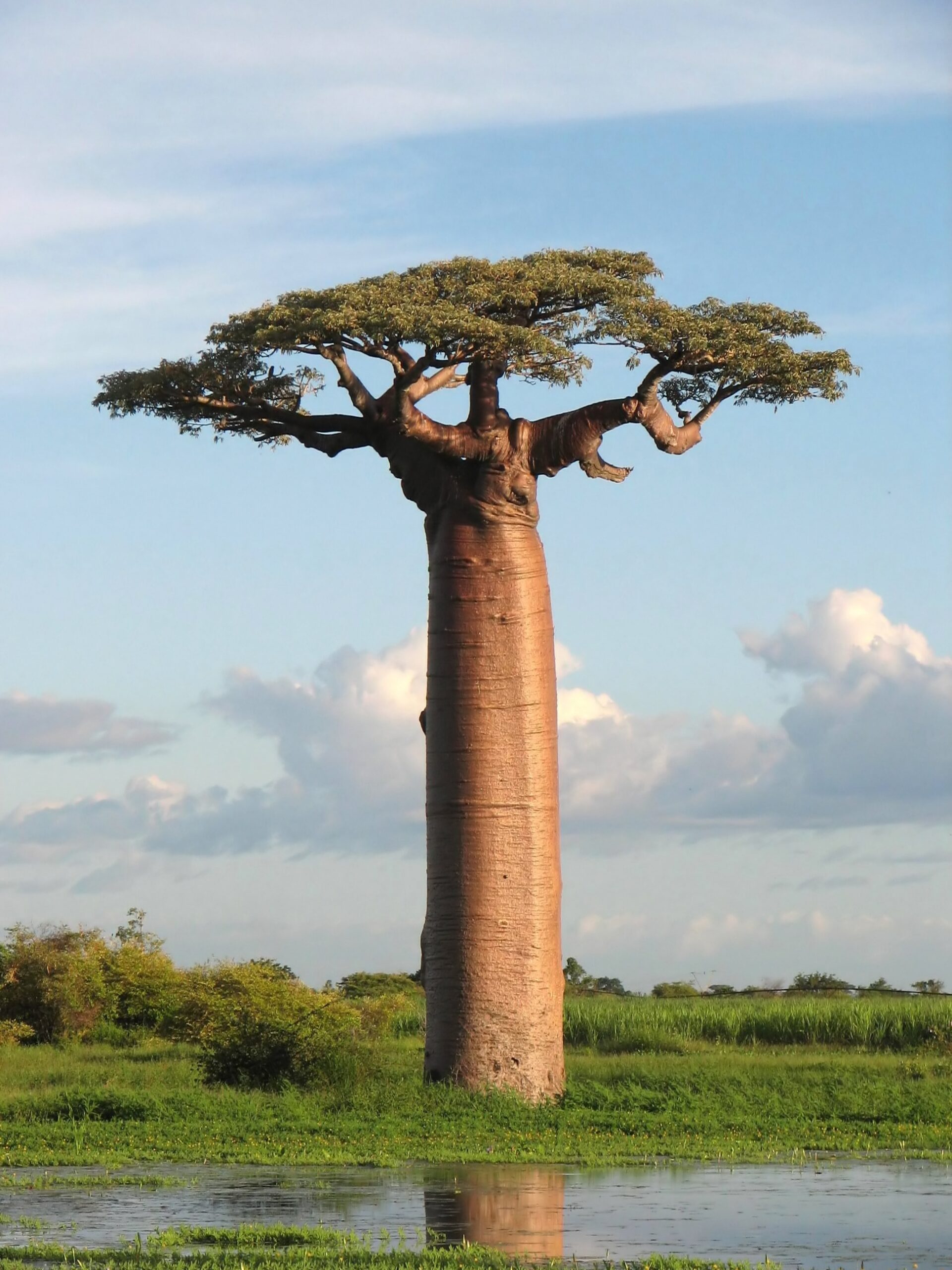 African Baobab Tree How One Plant Creates An Entire Habitat One Earth African Baobab Tree How One Plant Creates An Entire Habitat One Earth