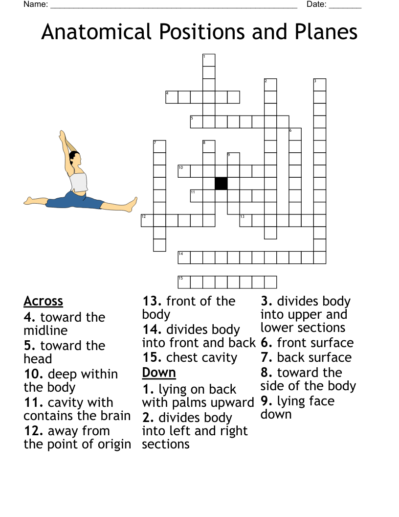 Anatomical Positions And Planes Crossword WordMint