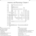 anatomy and physiology crossword puzzle