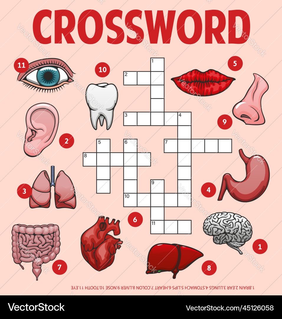 Anatomy Crossword Puzzle Body Organs Royalty Free Vector VectorStock