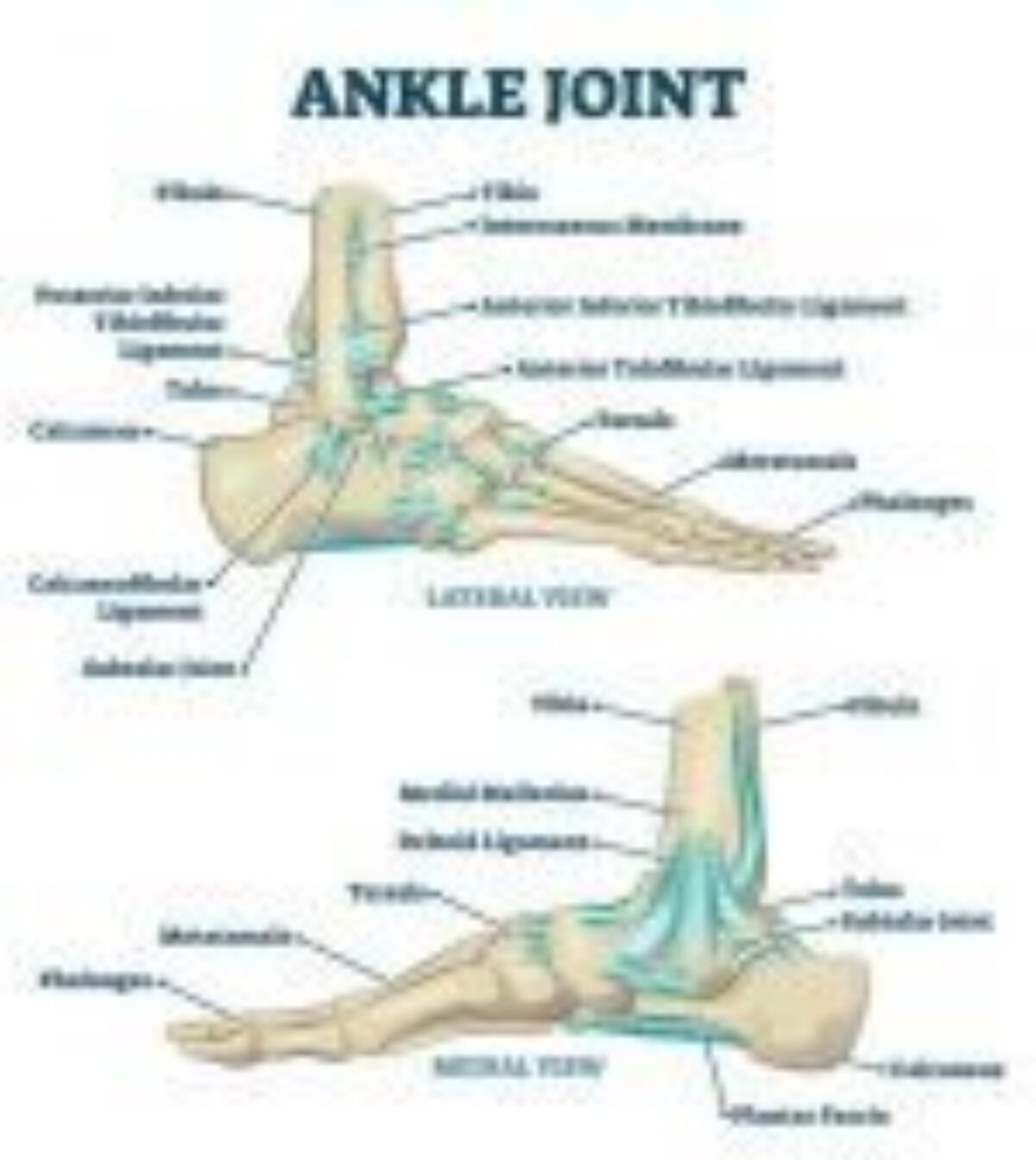 Ankle Bones 101 A Comprehensive Guide JOI Jacksonville Orthopaedic Institute