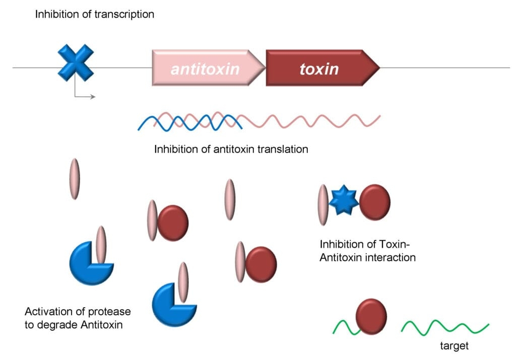 Antitoxins Crossword Clues And Answers Plus The Fascinating Science 