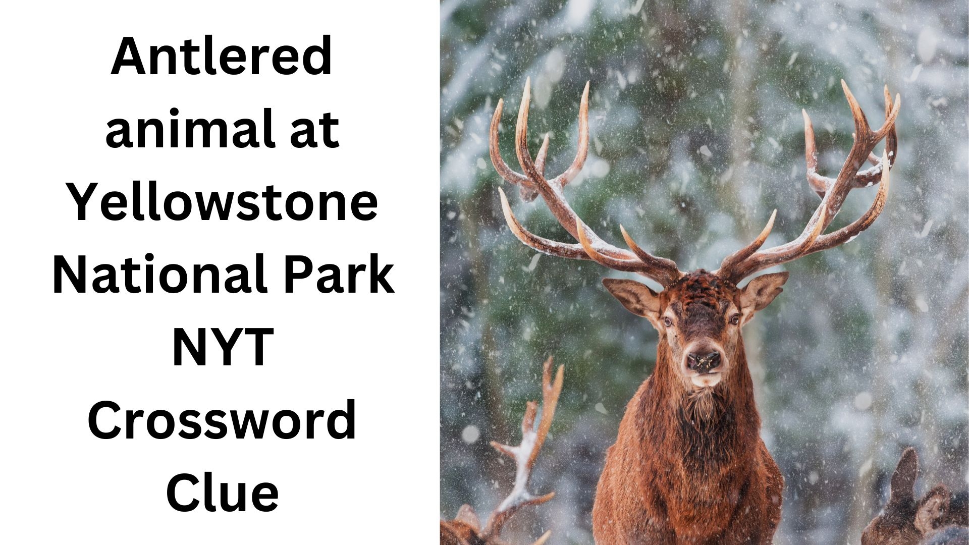 Antlered Animal At Yellowstone National Park NYT Crossword Clue December 14 2024