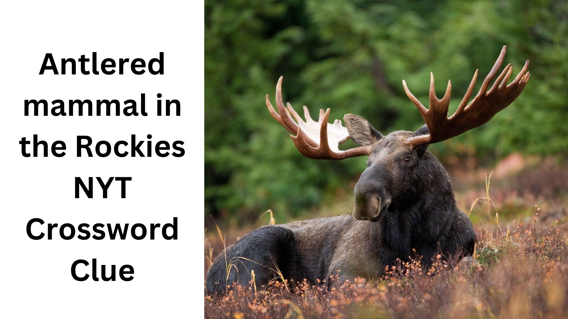 Antlered Mammal In The Rockies NYT Crossword Clue August 1 2024