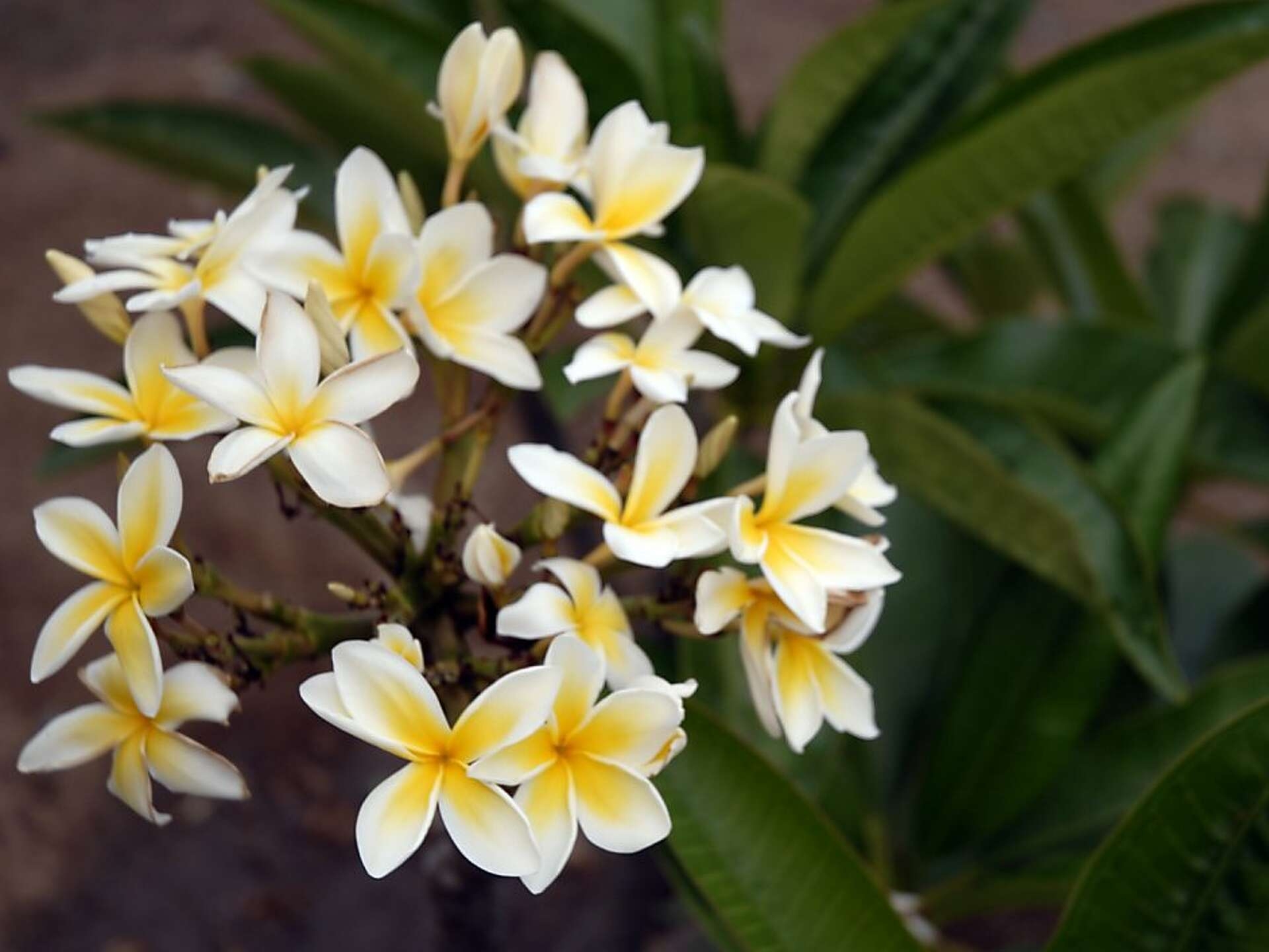 Aromatic Plumeria Can Thrive In A Pot