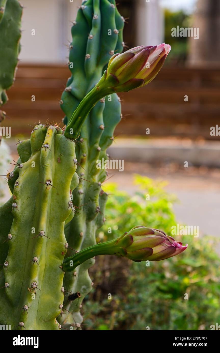 Artichoke Cactus Hi res Stock Photography And Images Alamy Artichoke Cactus Hi res Stock Photography And Images Alamy