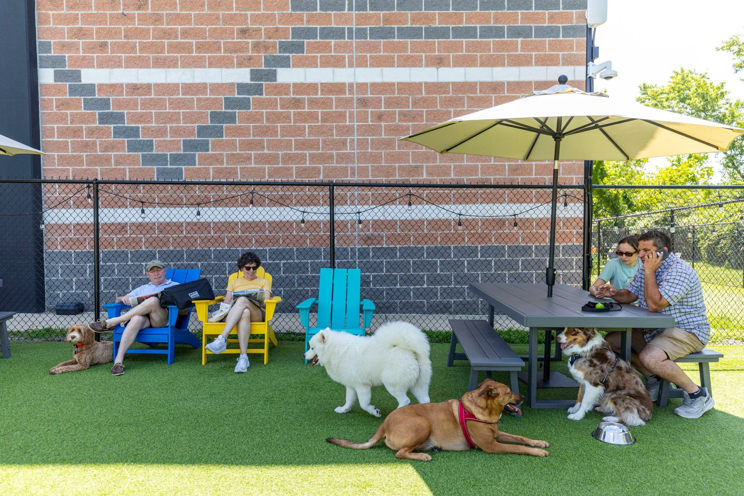 puerto rican rescue mutt crossword