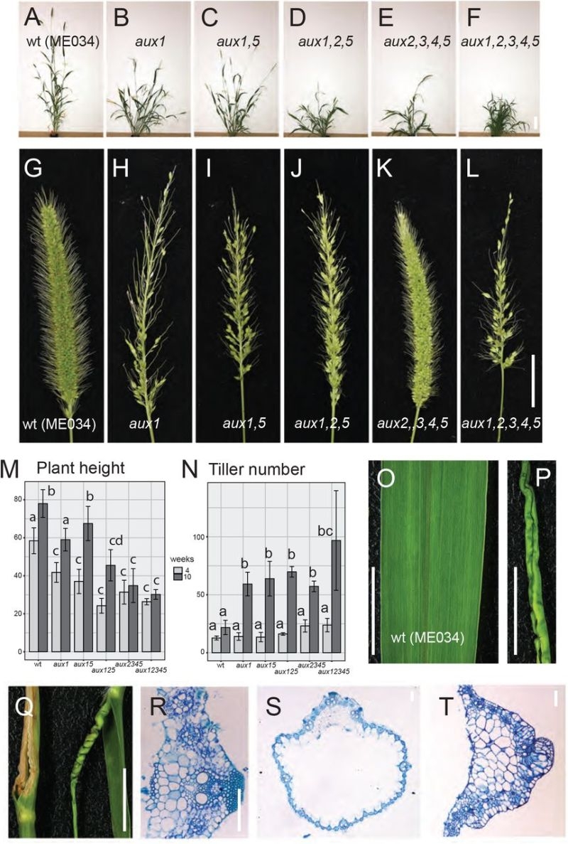 Barley Bristle Crossword 3 Letters Letters
