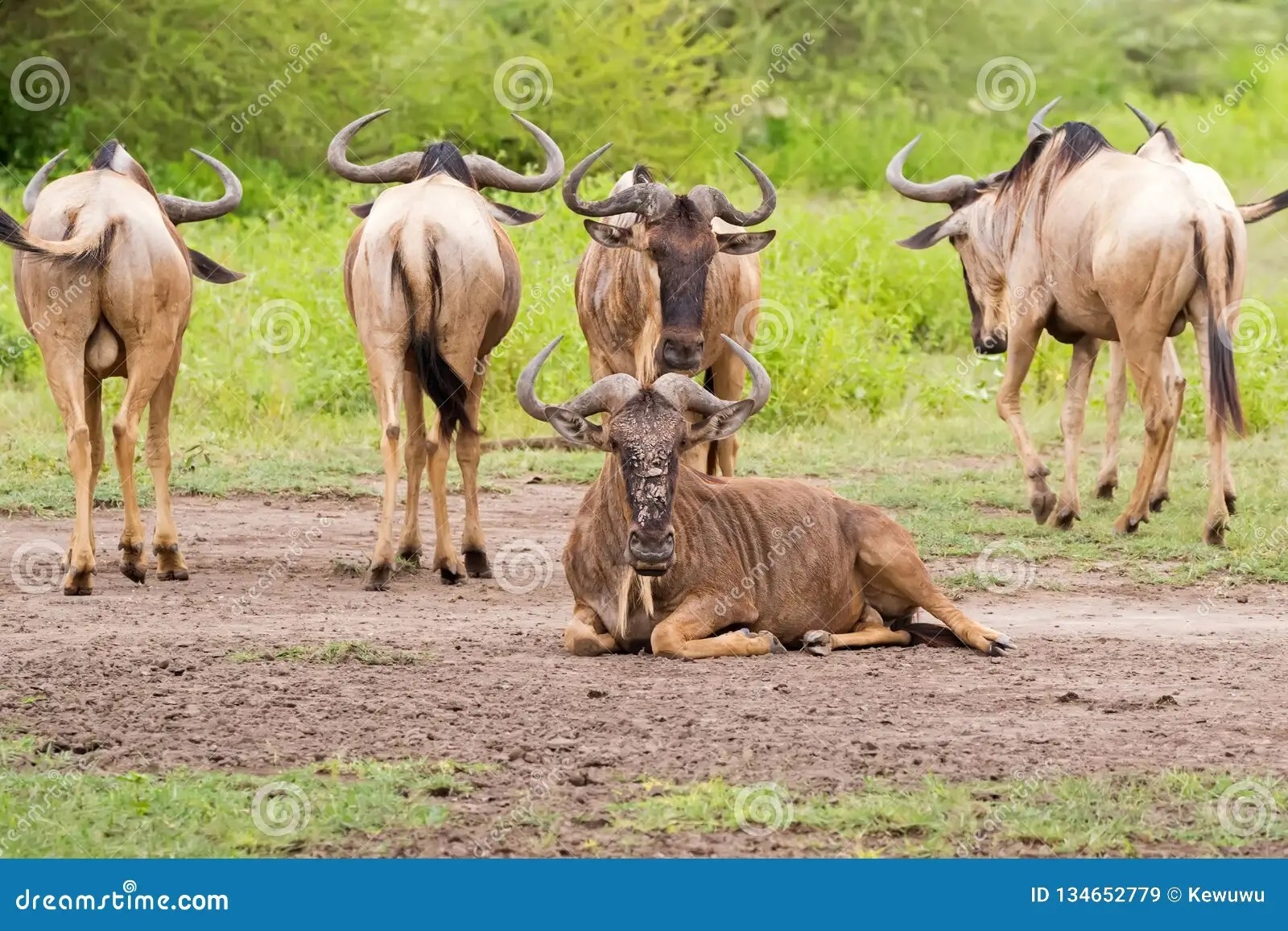 Bearded Antelope Daily Themed Crossword