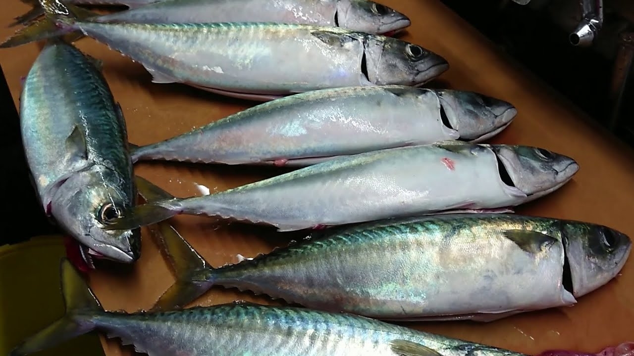 sashimi fish crossword