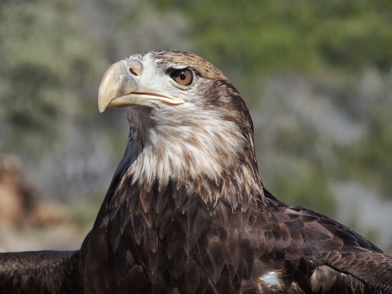 Bird Brainz Birds Birding And Books What s A Three Letter Word For Bird Watcher 