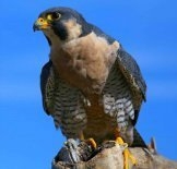 Birds Of Prey Picture Perfect Crossword