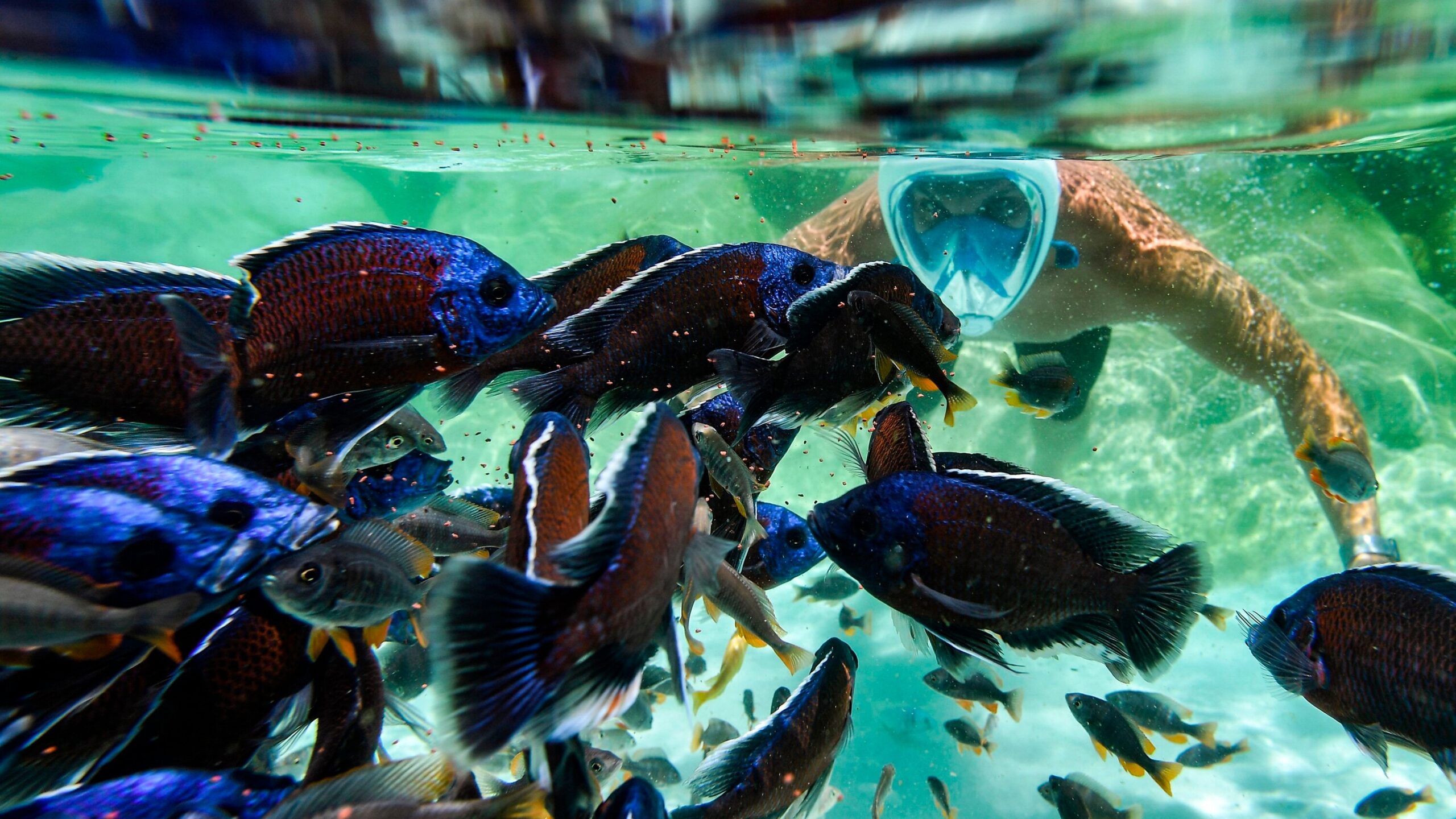 colorful fish crossword clue colorful fish crossword clue