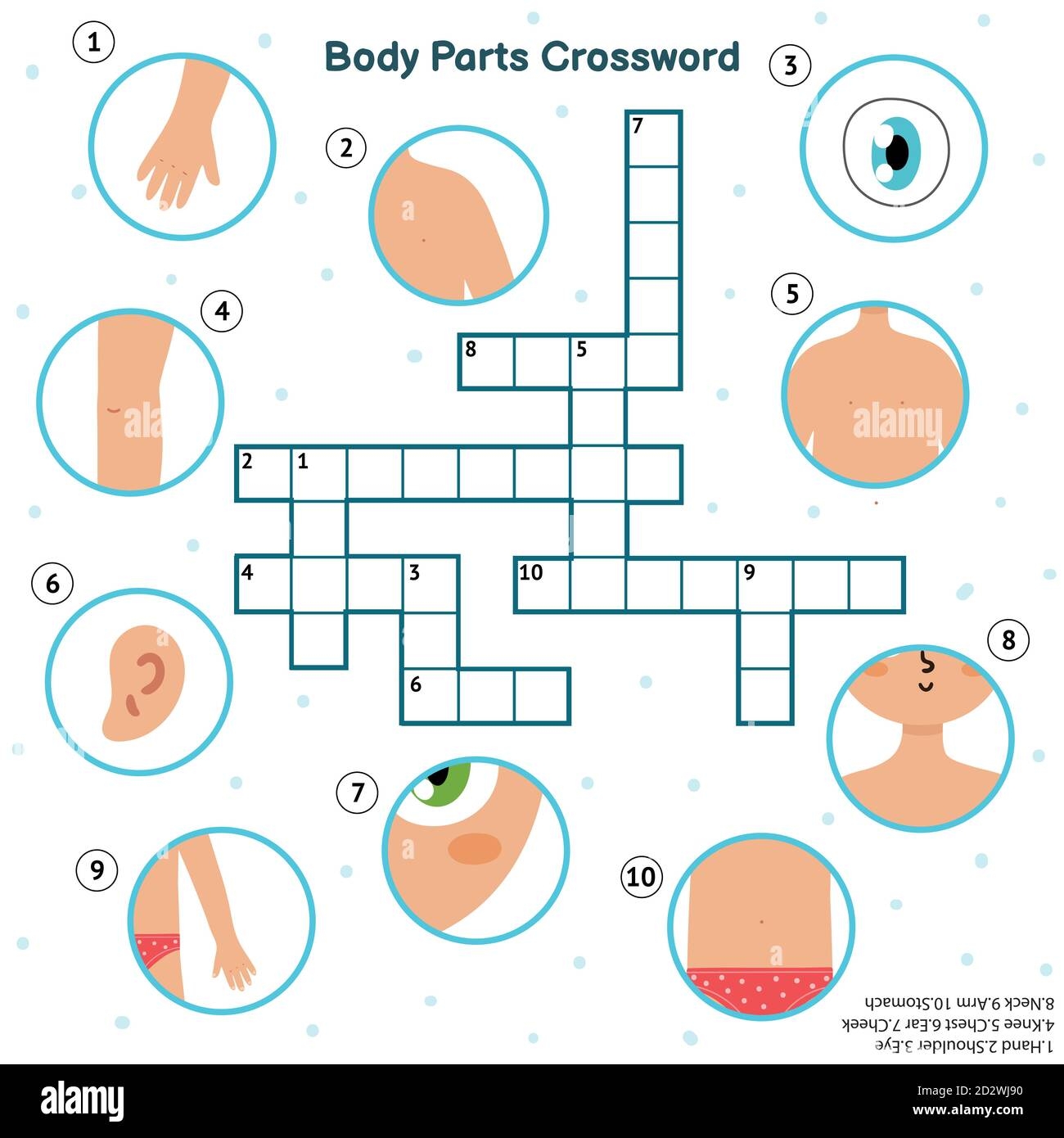 Body Parts Crossword With Hand Eye Shoulder Knee Chest Ear Cheek Neck Arm Stock Vector Image Art Alamy
