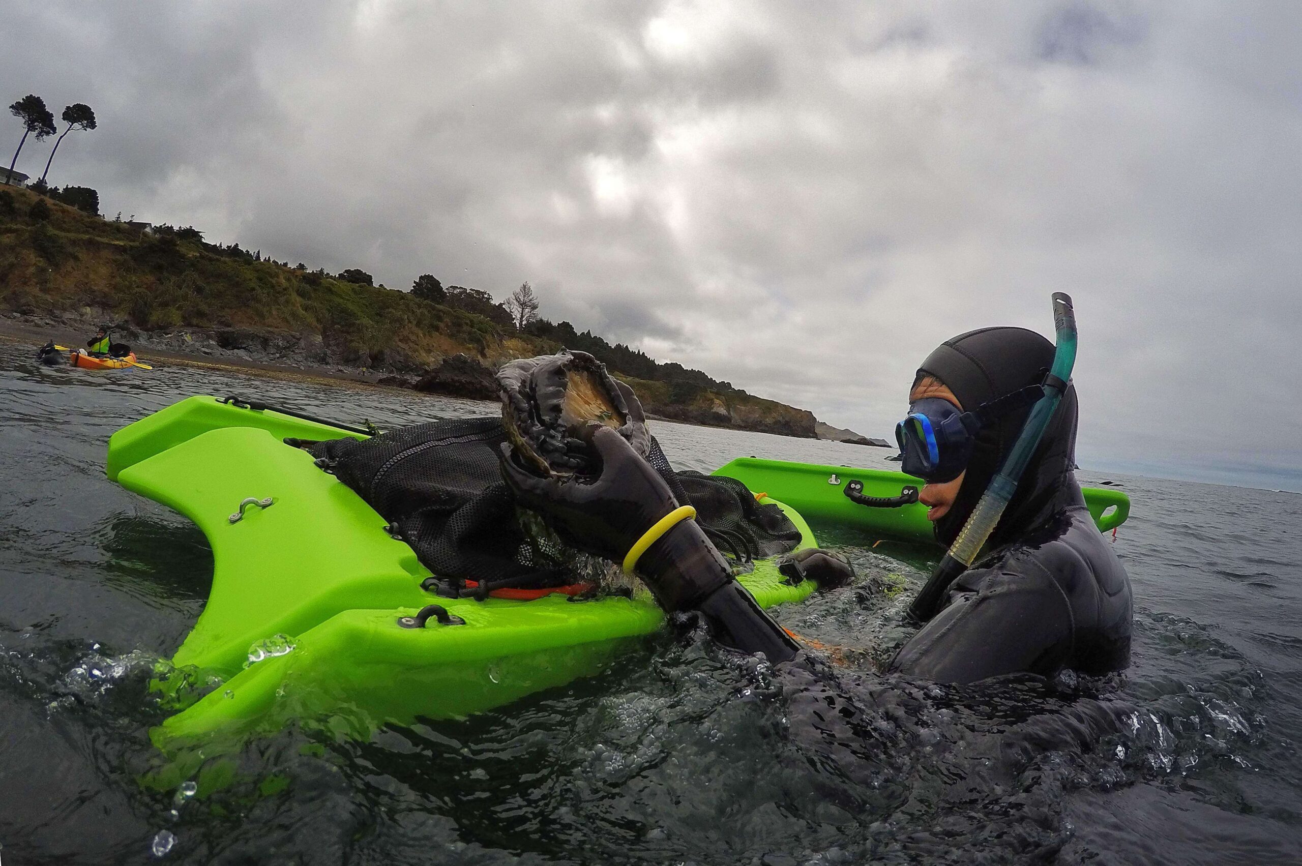 California s Abalone Season To Be Closed Next Year To Protect Crashing Fishery The Press Democrat California s Abalone Season To Be Closed Next Year To Protect Crashing Fishery The Press Democrat