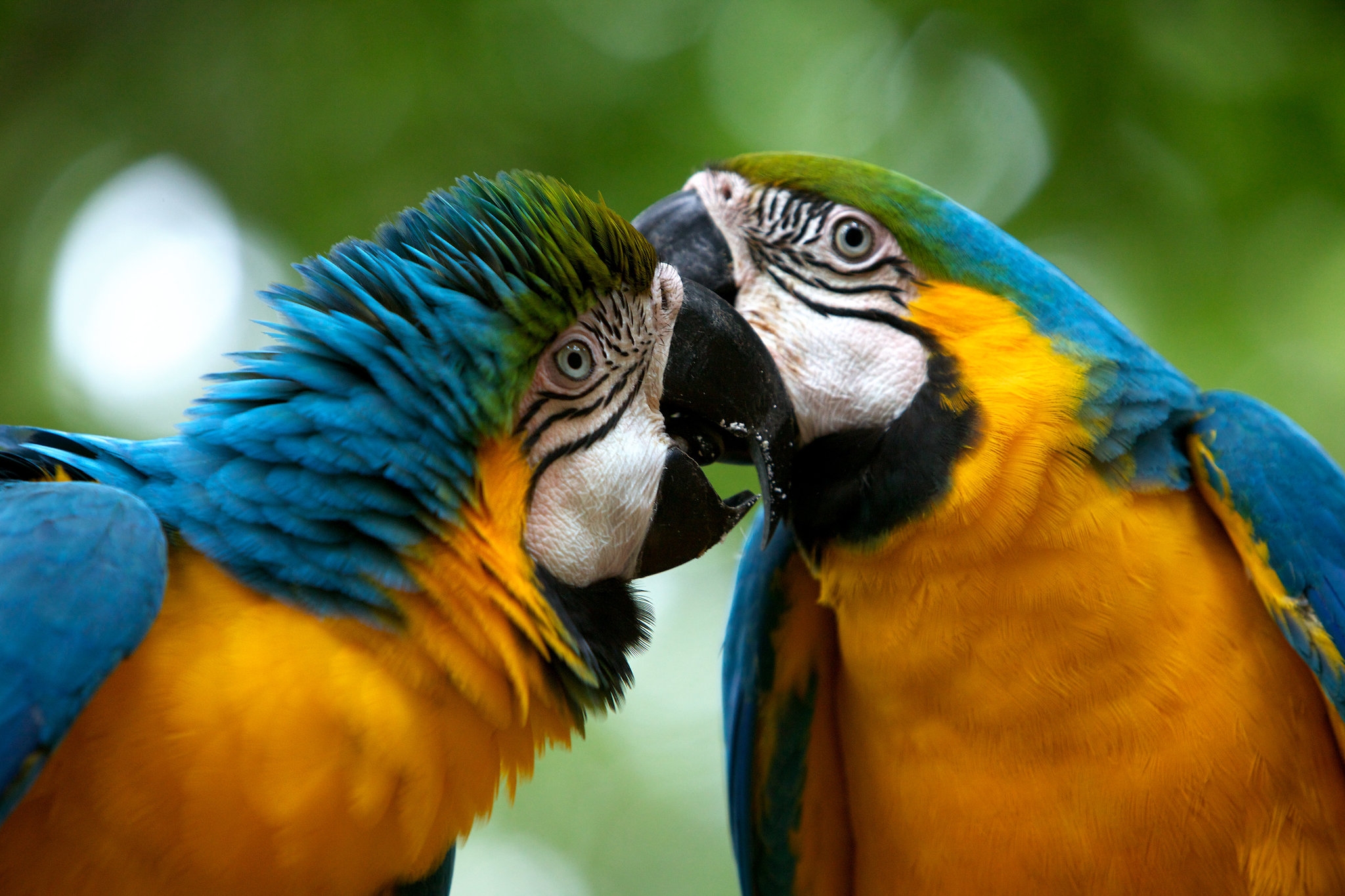 Celebratory Round The New York Times