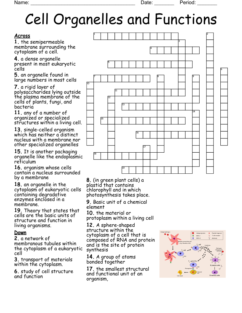 Cell Organelles And Functions Crossword WordMint Cell Organelles And Functions Crossword WordMint