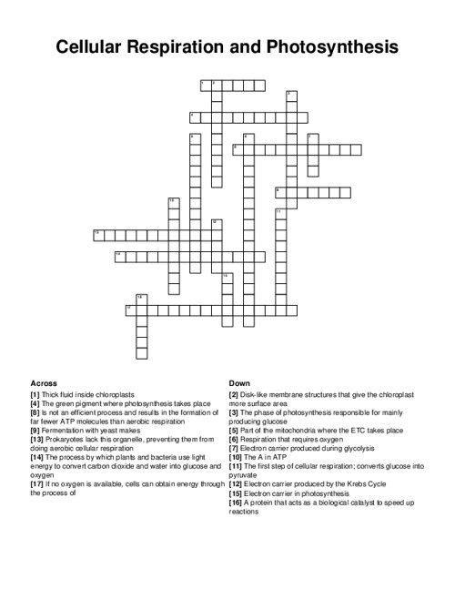 photosynthesis crossword puzzle photosynthesis crossword puzzle