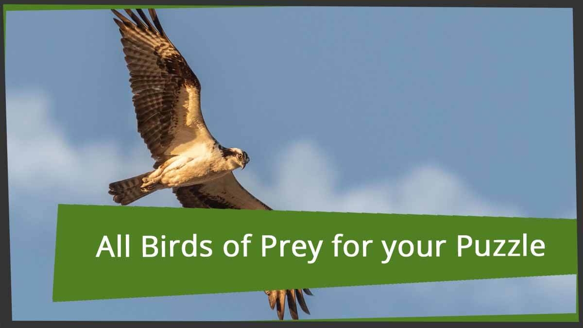 Conquer The Formidable Bird Of Prey Word grabber
