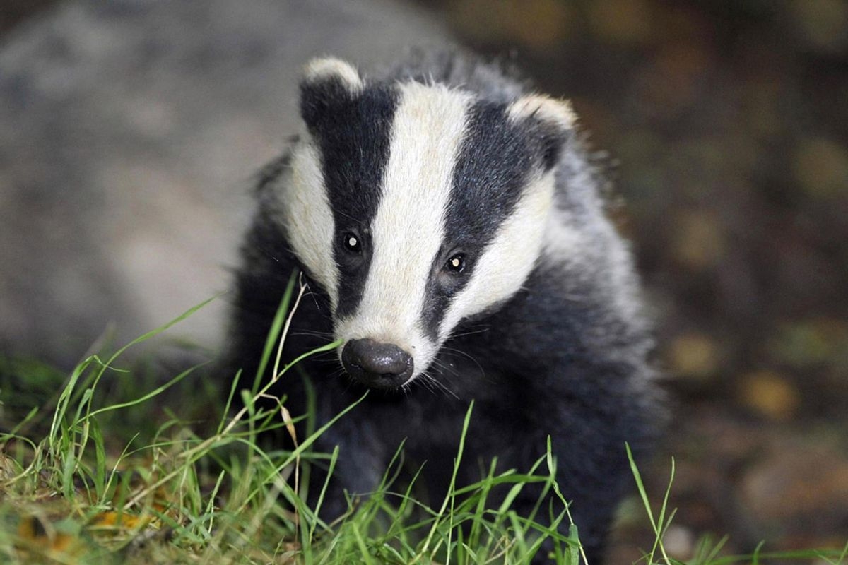 Could You Recognise An Otter Badger Or Red Squirrel Well Most Children Couldn t The Mirror Could You Recognise An Otter Badger Or Red Squirrel Well Most Children Couldn t The Mirror