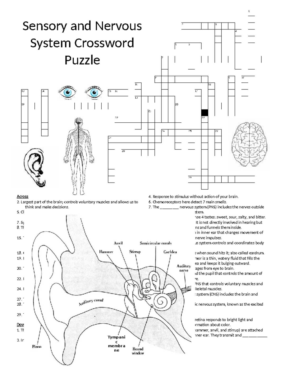 Crossword Puzzle On Sensory Nervous System BIO 101 Studocu