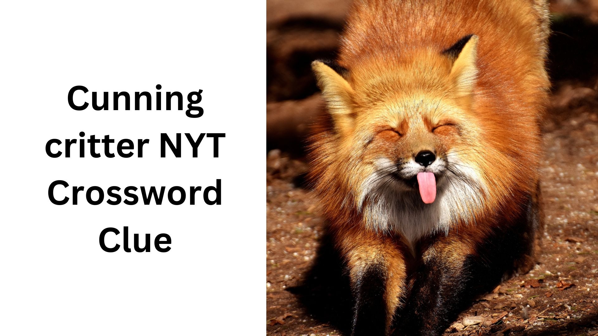 Cunning Critter NYT Crossword Clue December 7 2024