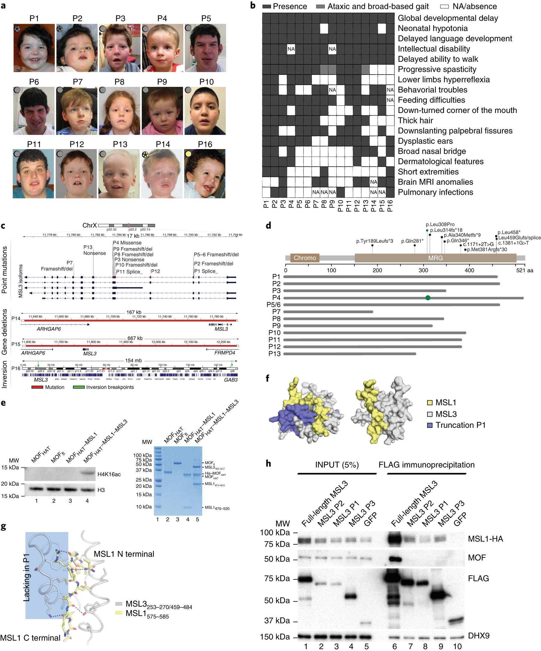 gene variant crossword gene variant crossword