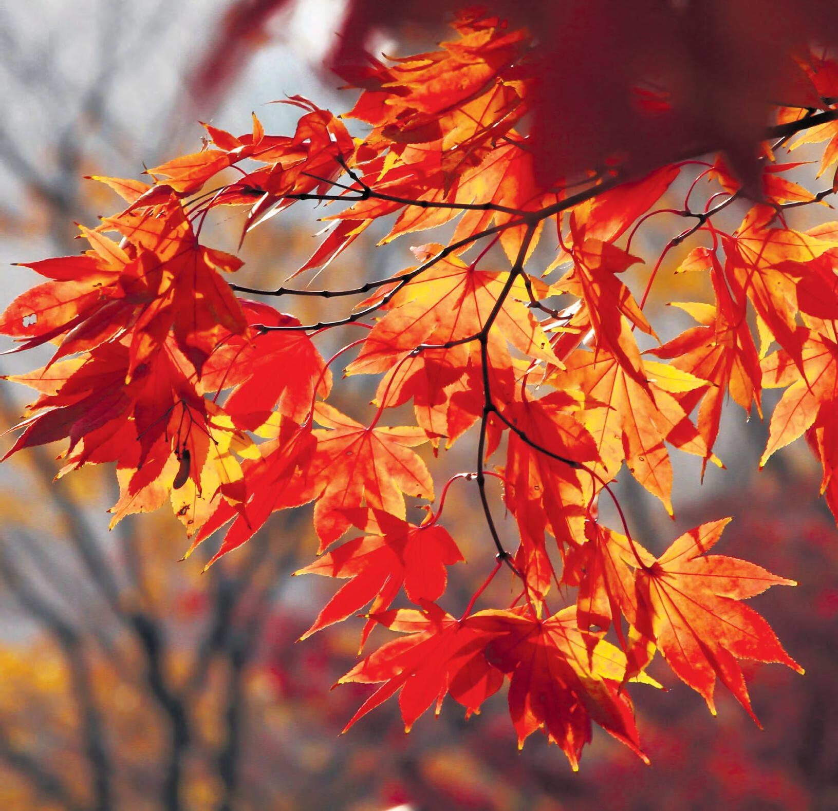 Devon Country Gardener October 2023 By Country Gardener Issuu Devon Country Gardener October 2023 By Country Gardener Issuu