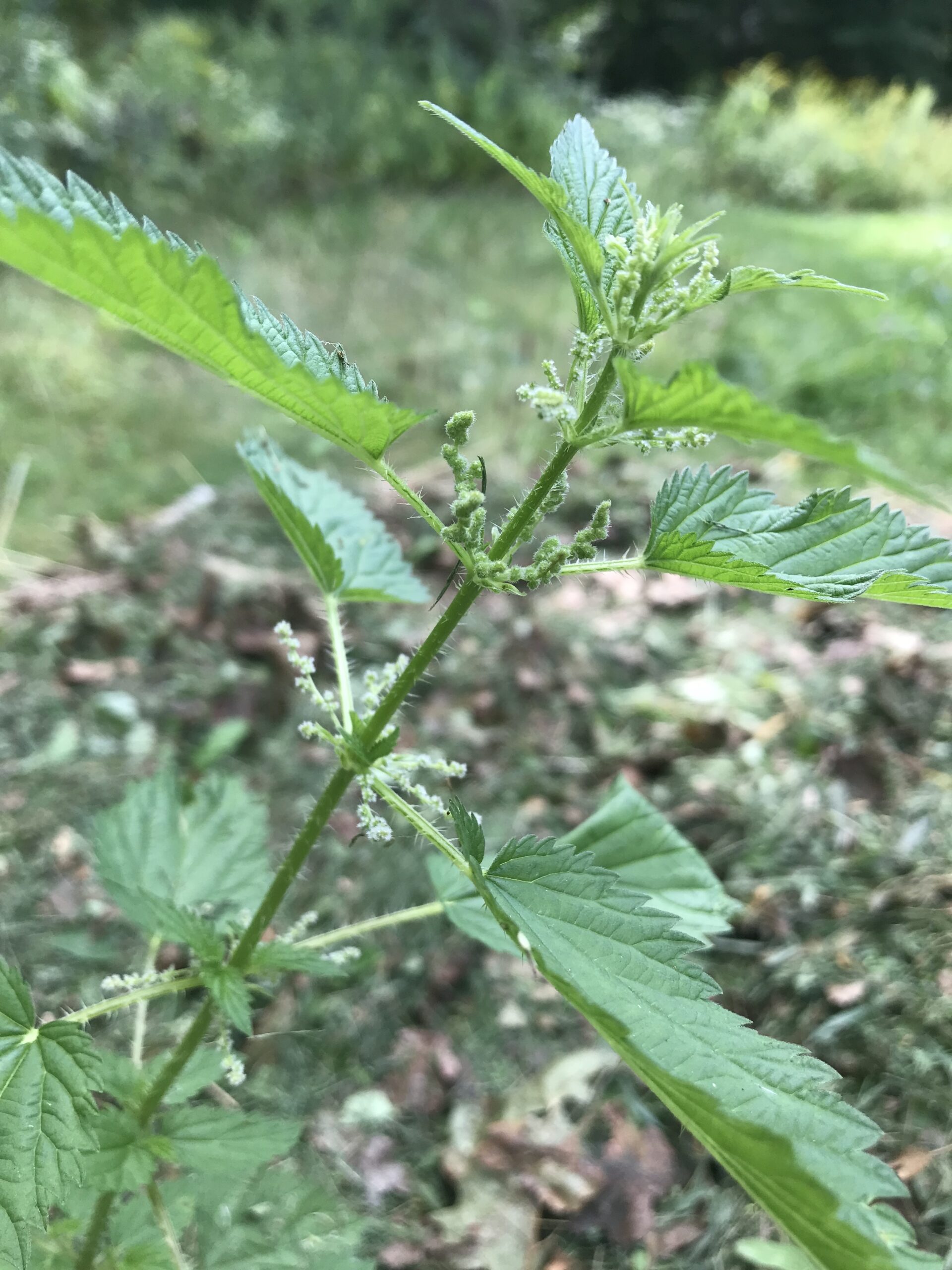 Did That Plant Just Sting Me The Boston Globe Did That Plant Just Sting Me The Boston Globe