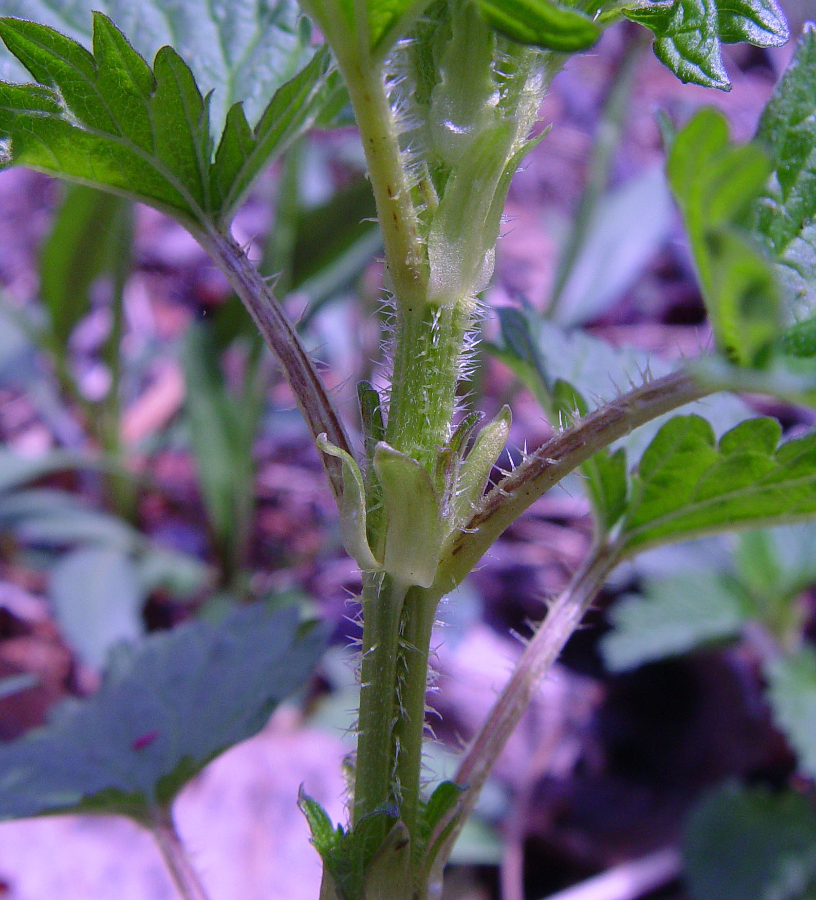 Did That Plant Just Sting Me The Boston Globe Did That Plant Just Sting Me The Boston Globe