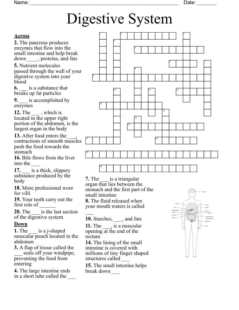 Digestive System Parts Crossword WordMint