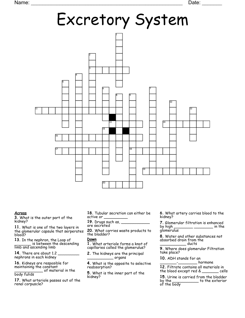 Excretory System Crossword WordMint