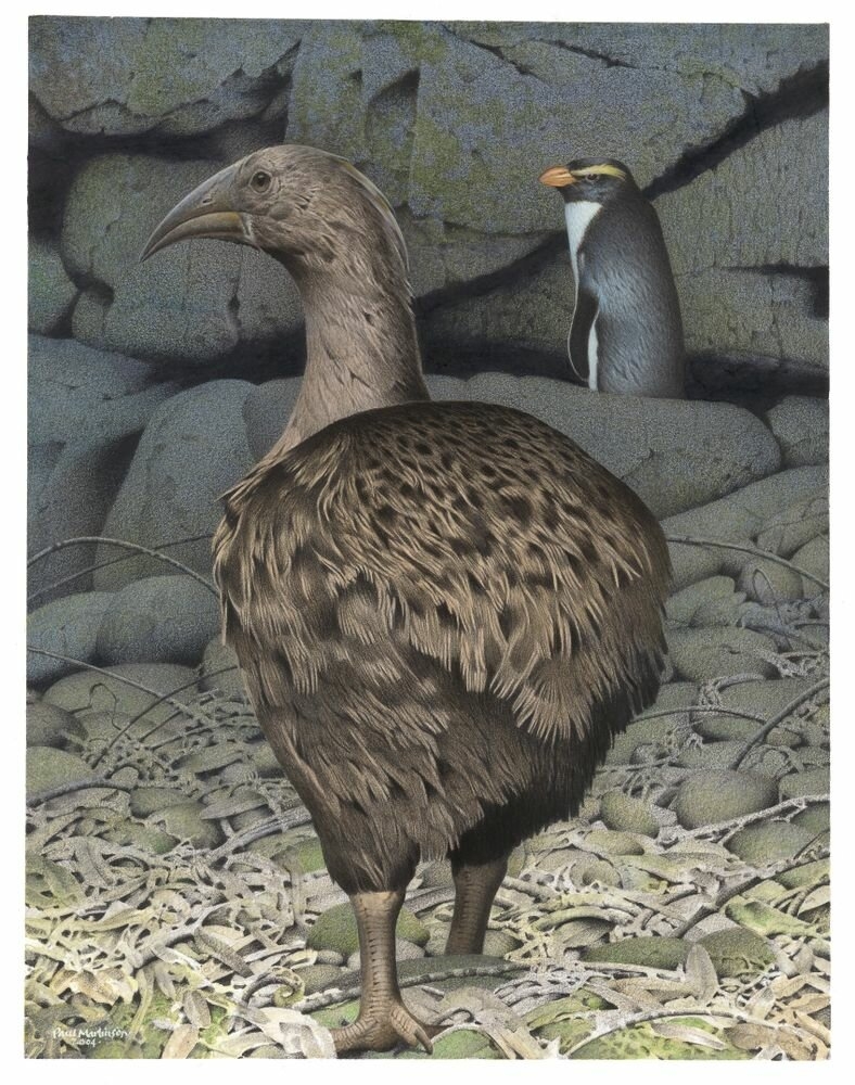 Extinct New Zealand Bird Crossword Clue Extinct New Zealand Bird Crossword Clue