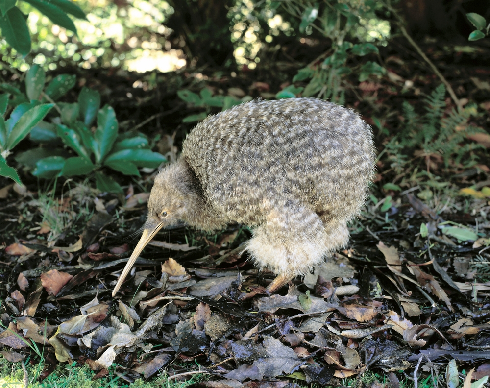 Facts About Kiwis Live Science