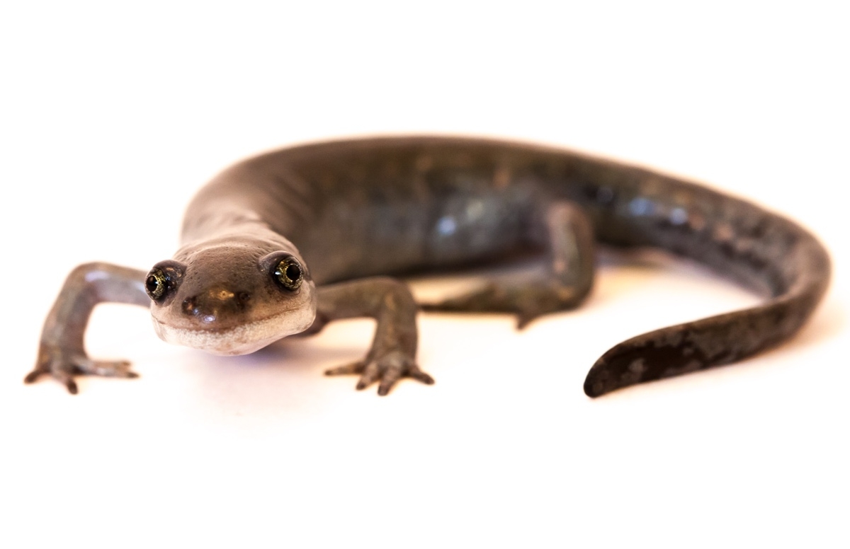 Facts About Salamanders Live Science Facts About Salamanders Live Science
