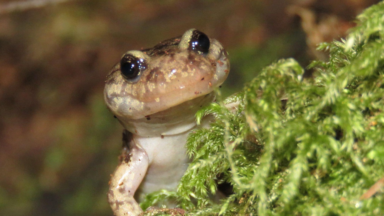Facts About Salamanders Live Science Facts About Salamanders Live Science