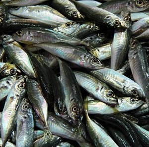 Fish Market Get Answers For One Clue Crossword Now