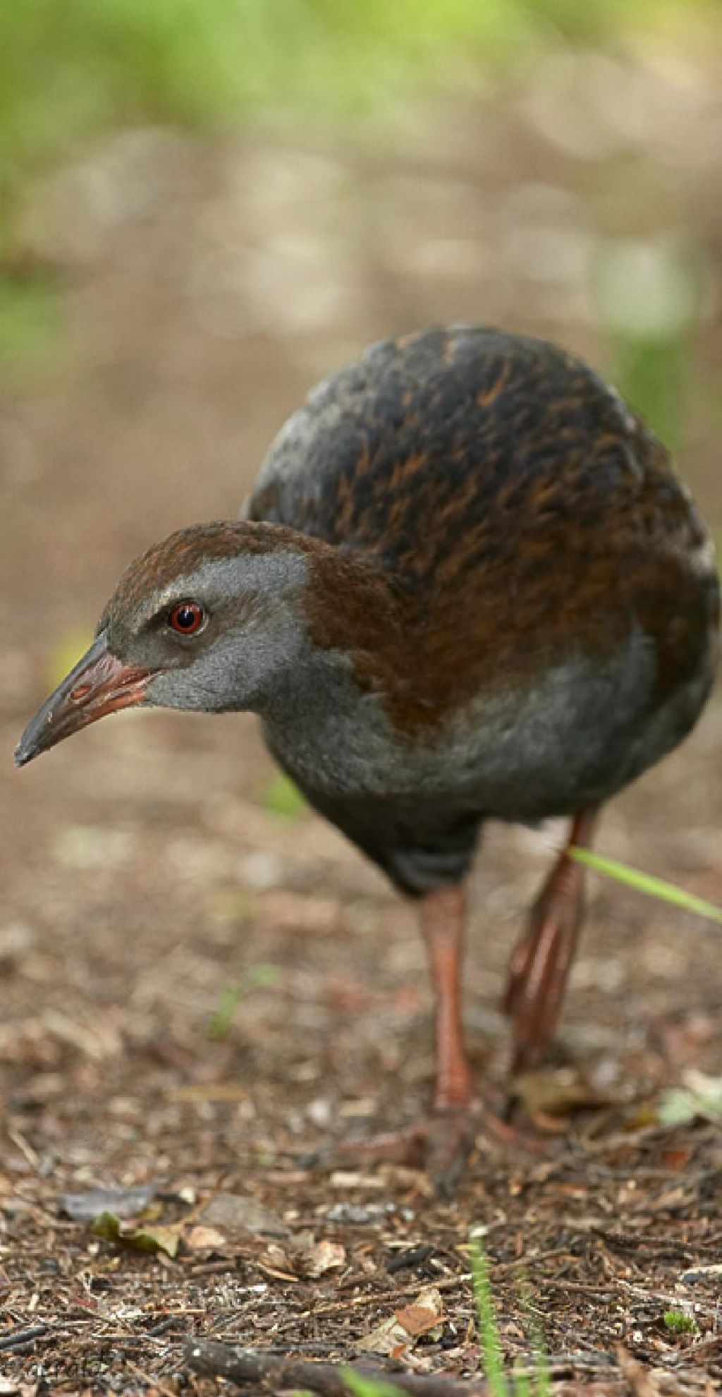 Flightless New Zealand Bird Crossword Clue Flightless New Zealand Bird Crossword Clue