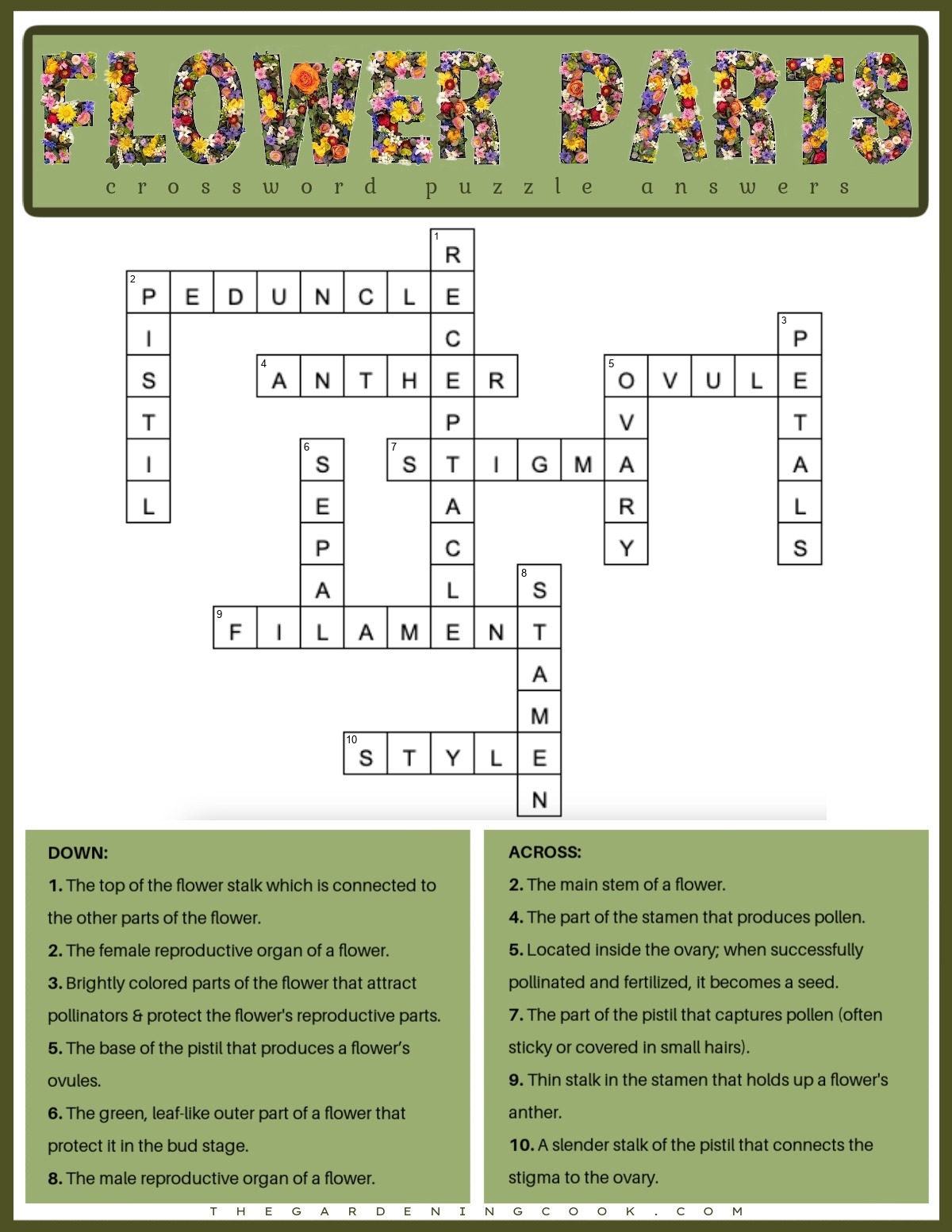 Free Printable Flower Parts Crossword Puzzle PDF JPG 