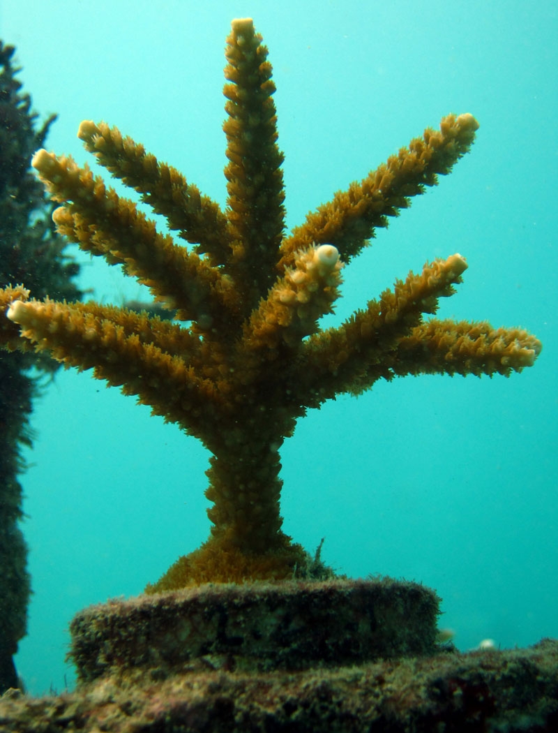 Gallery Peek Inside A Coral Nursery Live Science