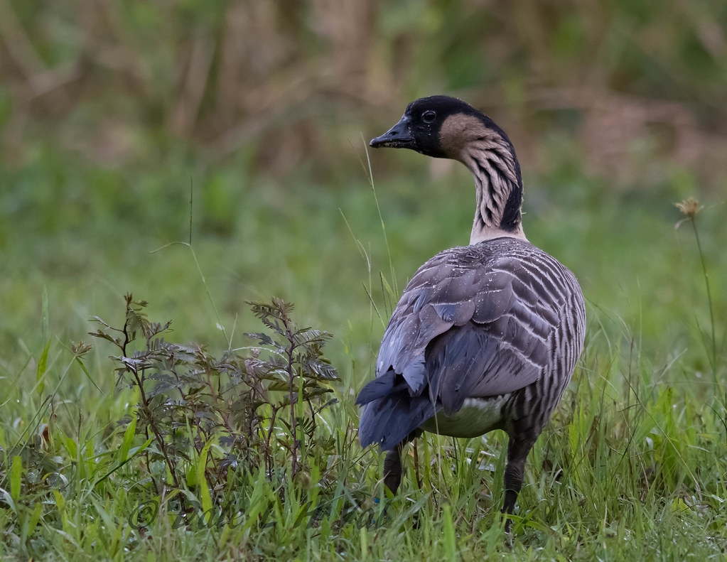 Hawaiian Goose Four Letters Letters